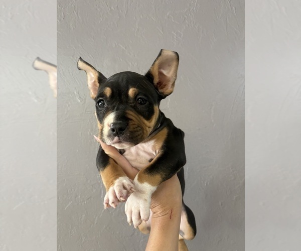 Medium Photo #1 American Bully Puppy For Sale in SEBRING, FL, USA