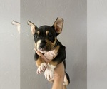 Small American Bully