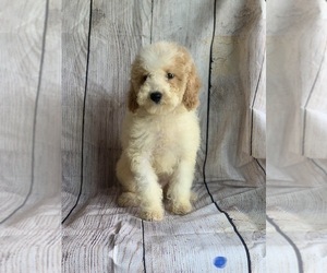 Bichpoo Puppy for sale in CUMBERLAND, OH, USA