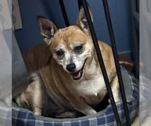 Chihuahua-Unknown Mix Dogs for adoption in Shreveport, LA, USA