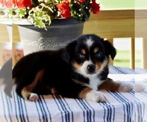Miniature Australian Shepherd Puppy for sale in REBERSBURG, PA, USA