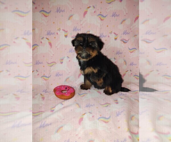Medium Photo #5 Yorkshire Terrier Puppy For Sale in LAPEER, MI, USA