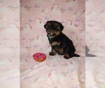 Small #4 Yorkshire Terrier