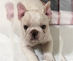 Small Photo #3 French Bulldog Puppy For Sale in COCHRAN, GA, USA