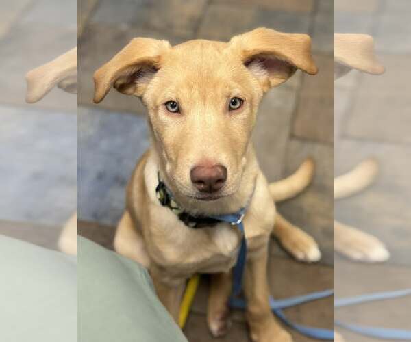 Medium Photo #1 Labrador Retriever-Unknown Mix Puppy For Sale in Binghamton, NY, USA