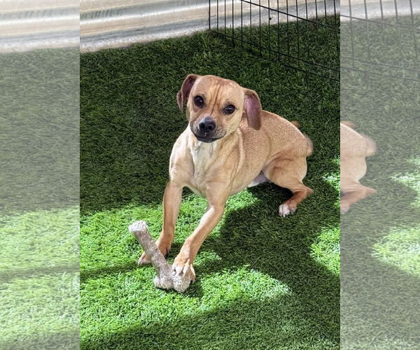 Medium Photo #6 Chiweenie Puppy For Sale in Imperial Beach, CA, USA