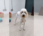 Small #5 Poodle (Standard)
