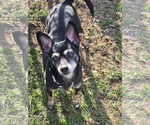 Small #2 Chihuahua Mix