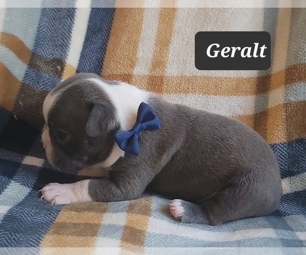Medium Photo #10 Boston Terrier Puppy For Sale in MINERAL WELLS, WV, USA