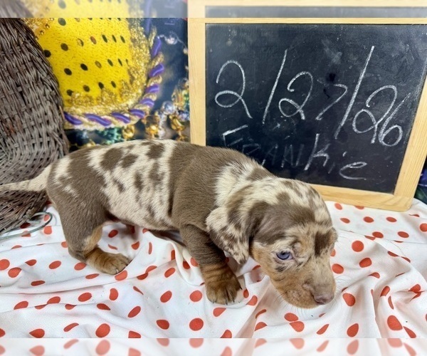 Medium Photo #24 Dachshund Puppy For Sale in CASSVILLE, MO, USA