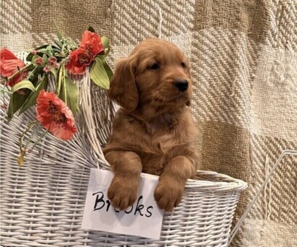 Medium Photo #4 Golden Retriever Puppy For Sale in OWEN, WI, USA