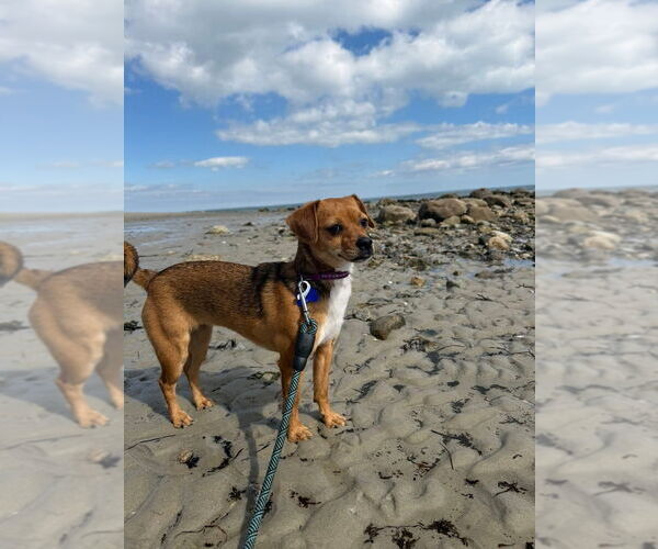 Medium Photo #13 Chihuahua Puppy For Sale in Oak Bluffs, MA, USA