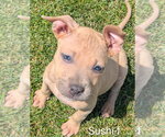 Small #1 Chihuahua-Rhodesian Ridgeback Mix