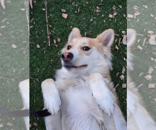 Medium Photo #7 Mutt Puppy For Sale in Oak Bluffs, MA, USA