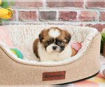 Small #1 Shih Tzu