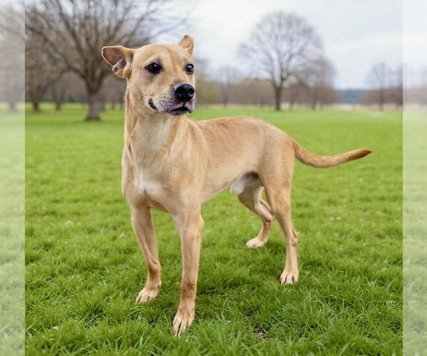 Medium Photo #3 Mutt Puppy For Sale in Springdale, PA, USA