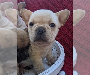 French Bulldog Puppy for sale in TEMPLETON, CA, USA