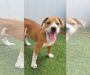 American Pit Bull Terrier-Unknown Mix Dogs for adoption in Pompano Beach , FL, USA