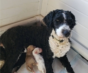 Mother of the Bernedoodle puppies born on 02/26/2022