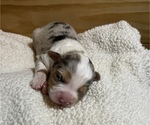 Small Photo #4 Australian Shepherd Puppy For Sale in EUSTIS, FL, USA