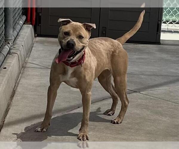 Medium Photo #2 American Pit Bull Terrier-Unknown Mix Puppy For Sale in Martinez, CA, USA