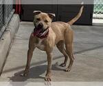 Small #1 American Pit Bull Terrier Mix