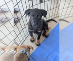 Small #1 Mutt