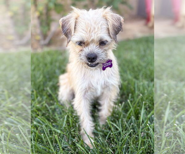 Medium Photo #3 Border Terrier-Unknown Mix Puppy For Sale in Corona, CA, USA
