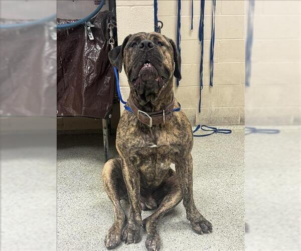 Medium Photo #1 Mastiff-Unknown Mix Puppy For Sale in Conroe, TX, USA