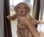 Small #3 Labrador Retriever