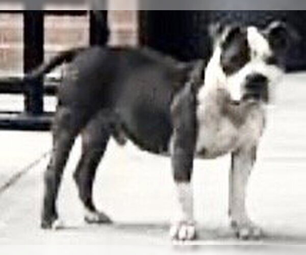 Medium Photo #1 Mutt Puppy For Sale in Houston, TX, USA