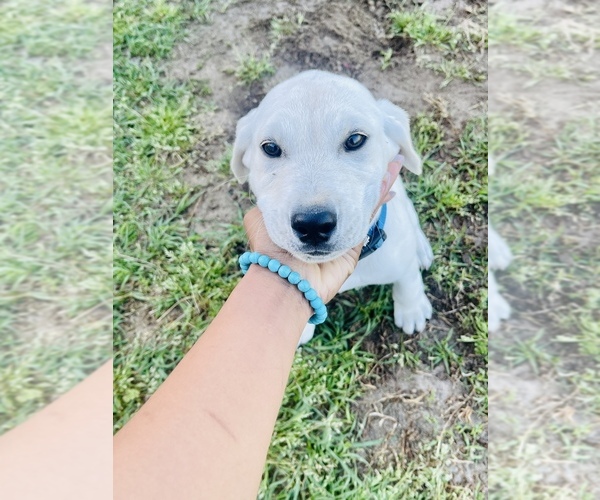Medium Photo #5 Labrador Retriever Puppy For Sale in HOPE MILLS, NC, USA