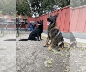 German Shepherd Dog Puppy for sale in HAYWARD, CA, USA