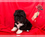 Small #1 Maltipoo