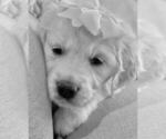 Small Photo #3 Golden Retriever Puppy For Sale in KANSAS CITY, MO, USA
