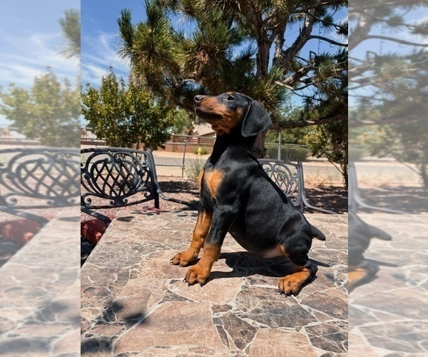 Medium Photo #1 Doberman Pinscher Puppy For Sale in YUCCA VALLEY, CA, USA