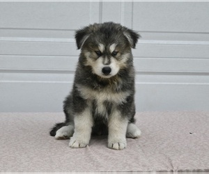 German Shepherd Dog-Siberian Husky Mix Puppy for sale in HOLMESVILLE, OH, USA