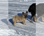 Small #3 French Bulldog