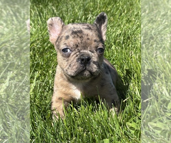 Medium Photo #11 Faux Frenchbo Bulldog Puppy For Sale in ROCK STREAM, NY, USA