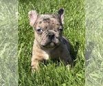 Small #10 Faux Frenchbo Bulldog