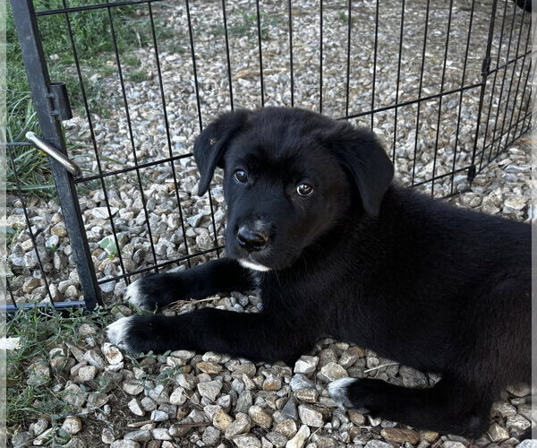 Medium Photo #2 Shepradors Puppy For Sale in Macon, MO, USA