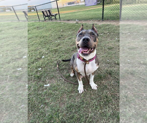 Medium Photo #4 Bullboxer Pit Puppy For Sale in Evansville, IN, USA