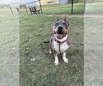 Small #3 Bullboxer Pit