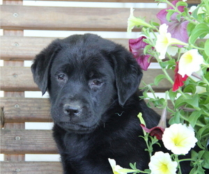 Labrador Retriever Litter for sale in HYDE PARK, VT, USA