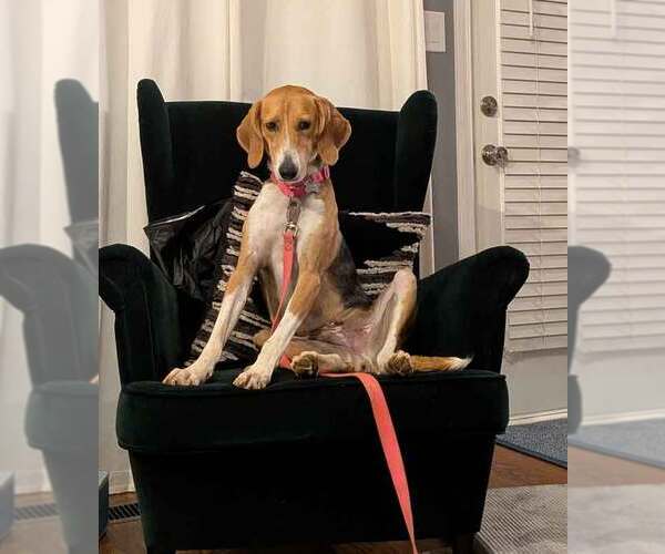 Medium Photo #6 Treeing Walker Coonhound-Unknown Mix Puppy For Sale in Kennesaw, GA, USA