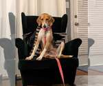 Small #5 Treeing Walker Coonhound Mix