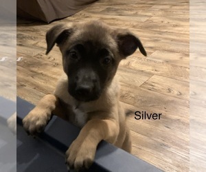 Belgian Malinois Puppy for sale in SCHENEVUS, NY, USA