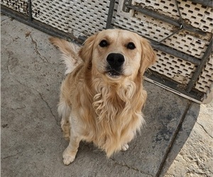 Father of the Golden Retriever puppies born on 08/11/2025