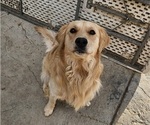 Small Photo #1 Golden Retriever Puppy For Sale in LANCASTER, CA, USA
