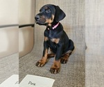 Small Photo #2 Doberman Pinscher Puppy For Sale in CENTENNIAL, CO, USA